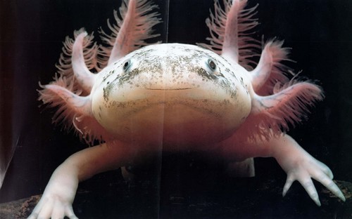 axolotl-foto-4